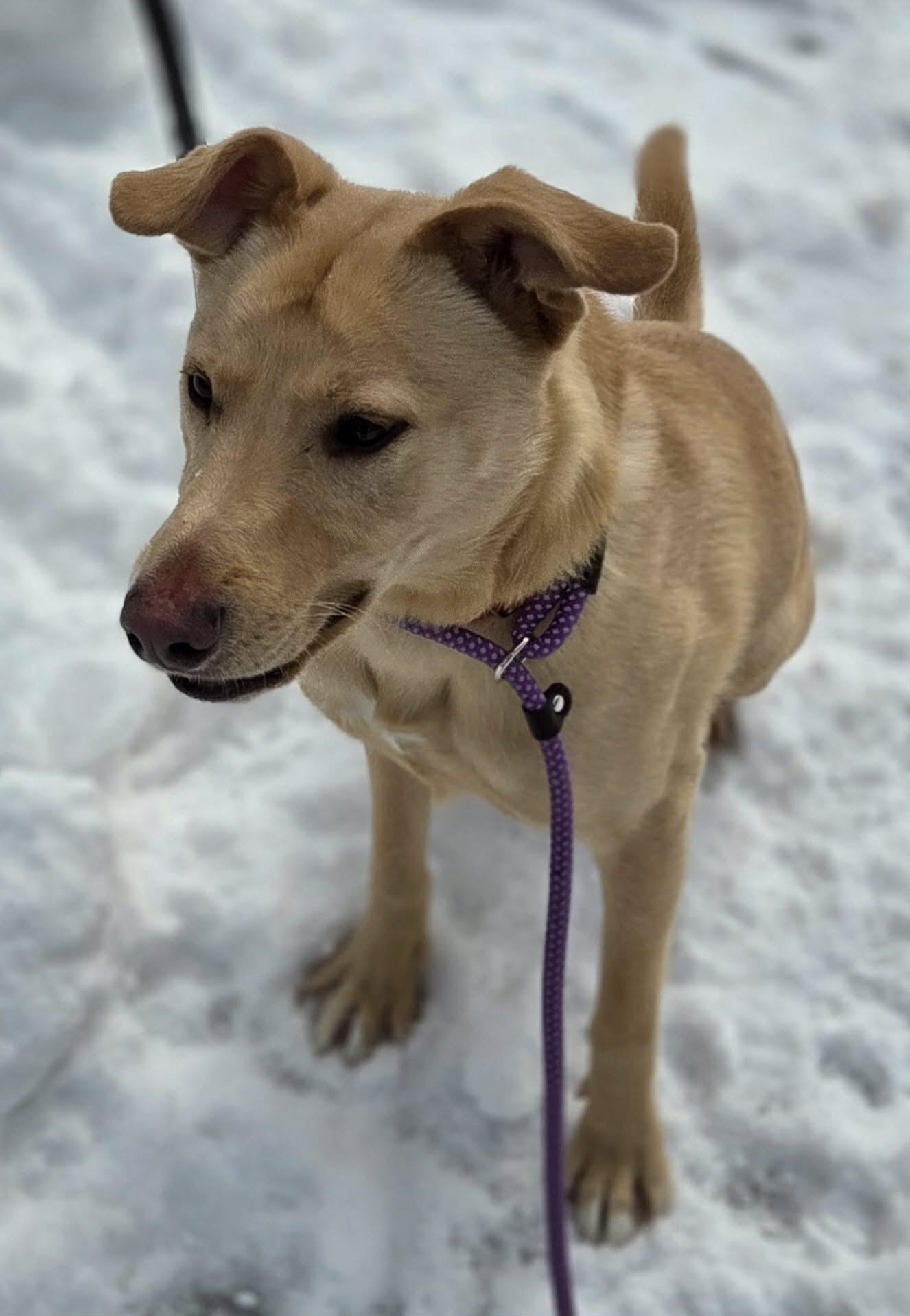 Enlarge Doug, an adopted mixed breed in Rochester, NY image 2/6