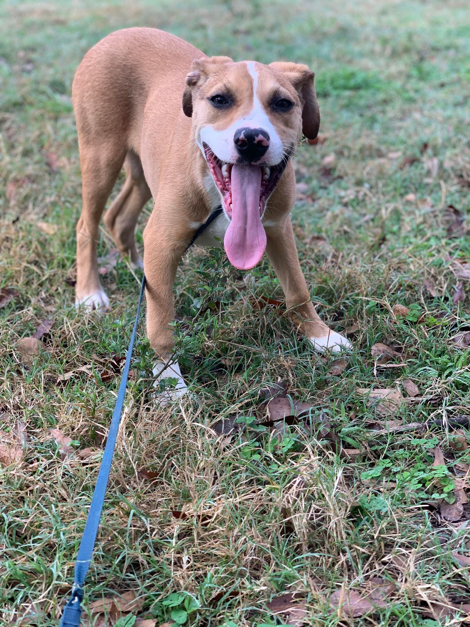 Enlarge Milo, a Adopted mixed breed in Caldwell, TX image 1/6