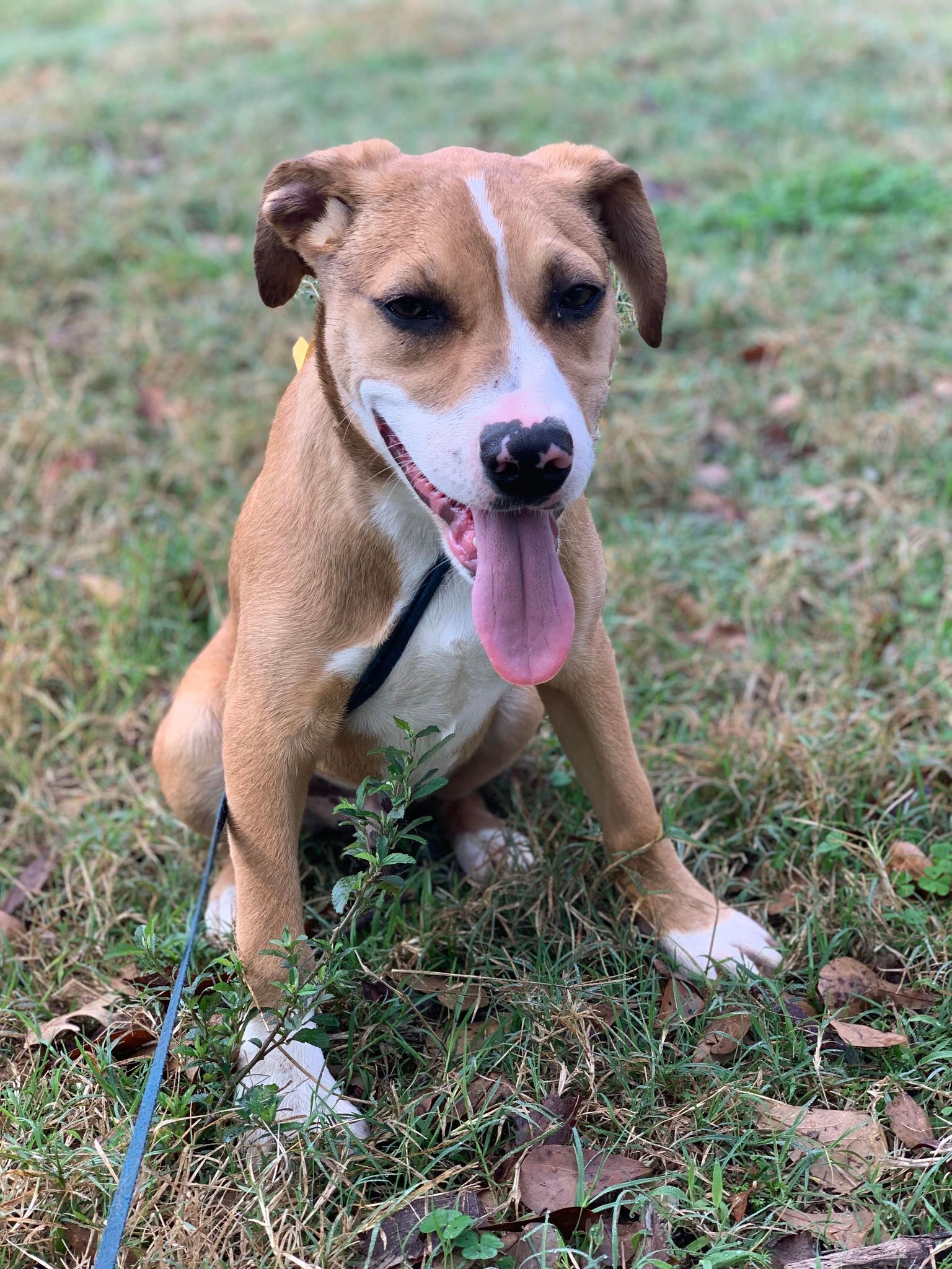 Enlarge Milo, a Adopted mixed breed in Caldwell, TX image 2/6