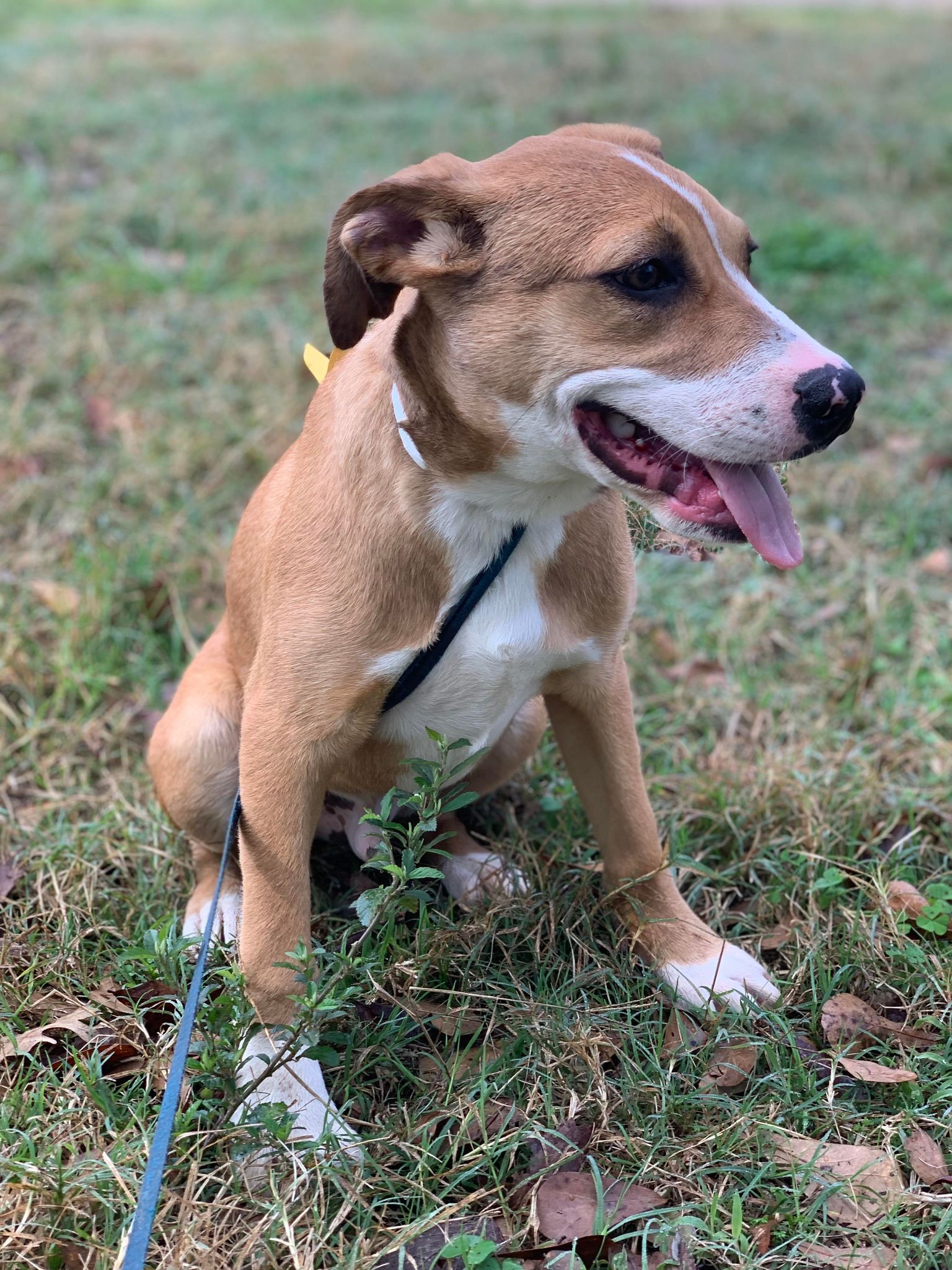 Enlarge Milo, a Adopted mixed breed in Caldwell, TX image 3/6