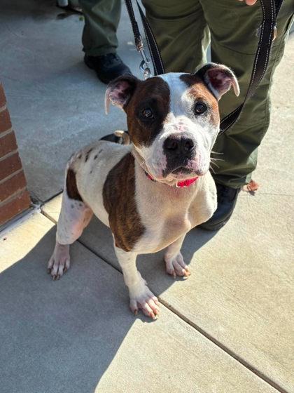 Enlarge Orisa, a Adoptable mixed breed in Gastonia, NC image 1/1