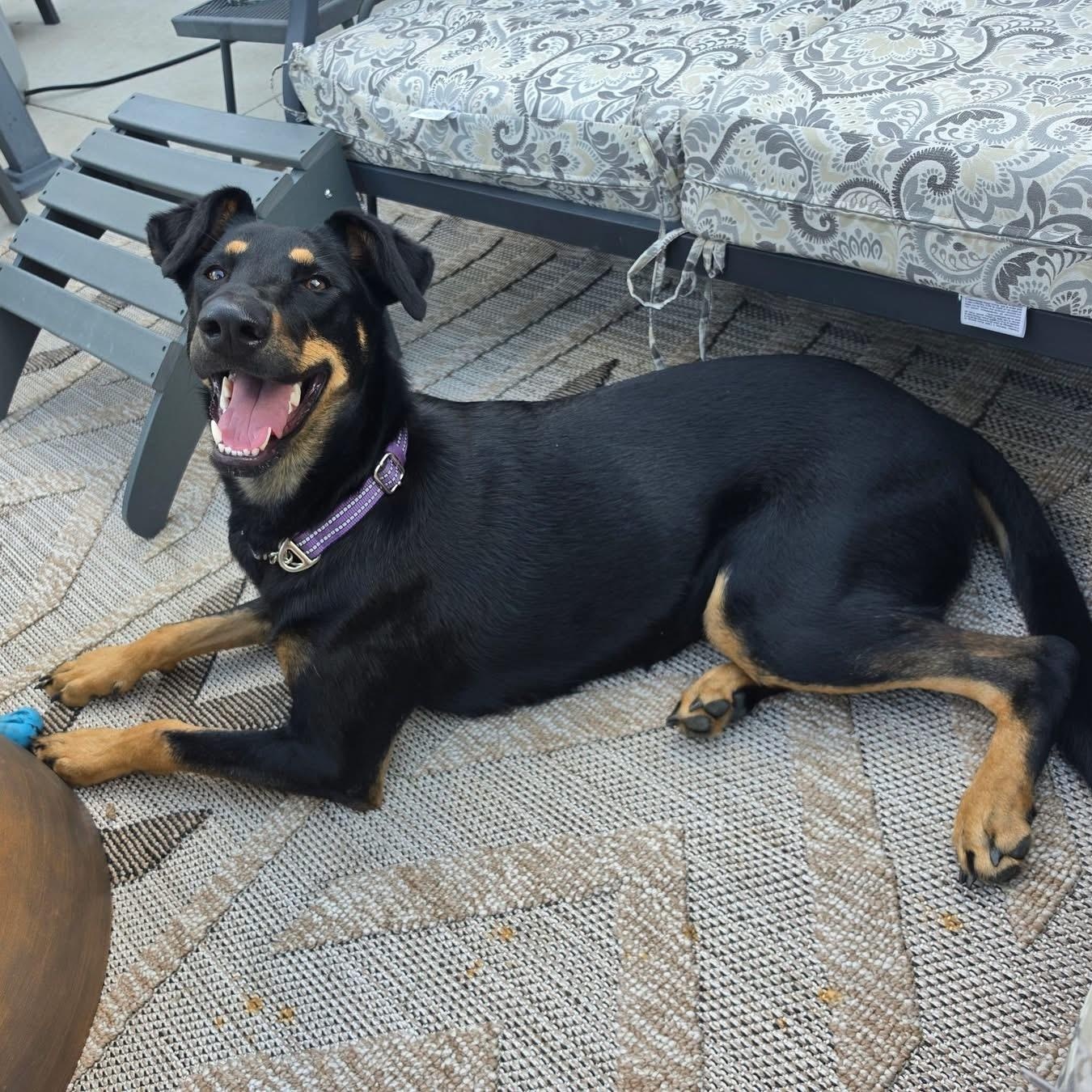 Josie, a ADOPTABLE Doberman Pinscher in Ankeny, IA image 3/5