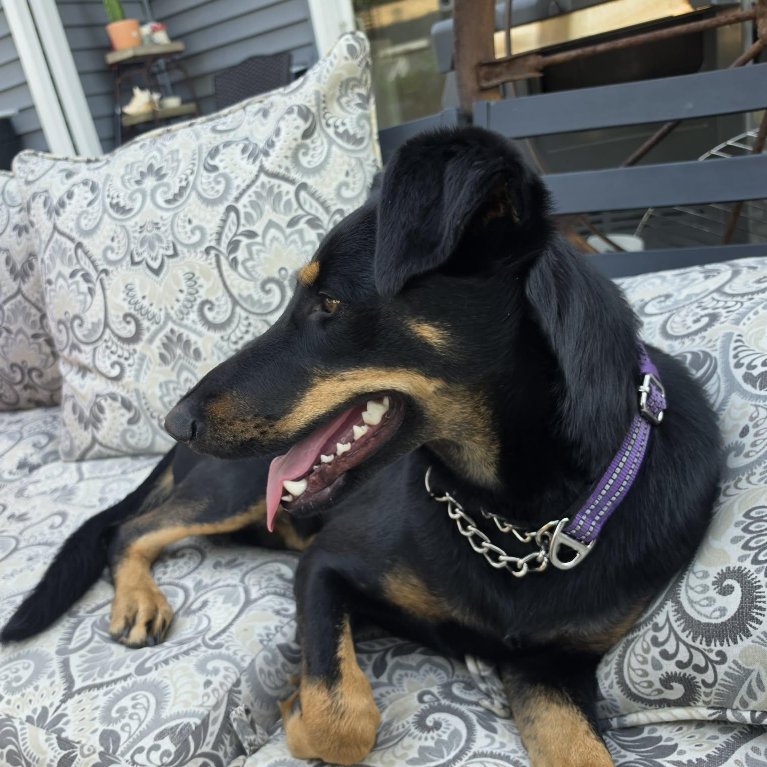 Josie, a ADOPTABLE Doberman Pinscher in Ankeny, IA image 2/5