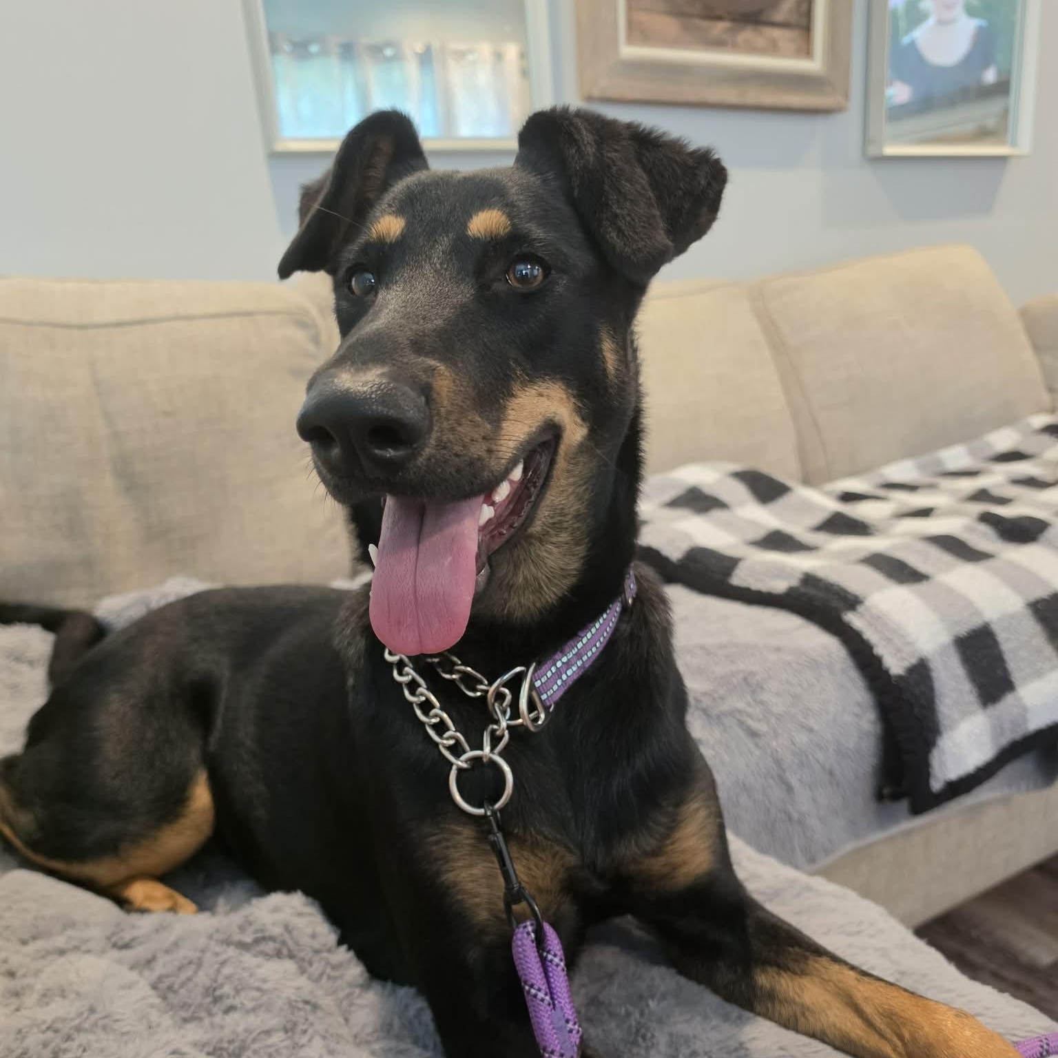 Josie, ADOPTABLE, Young Female Doberman Pinscher.