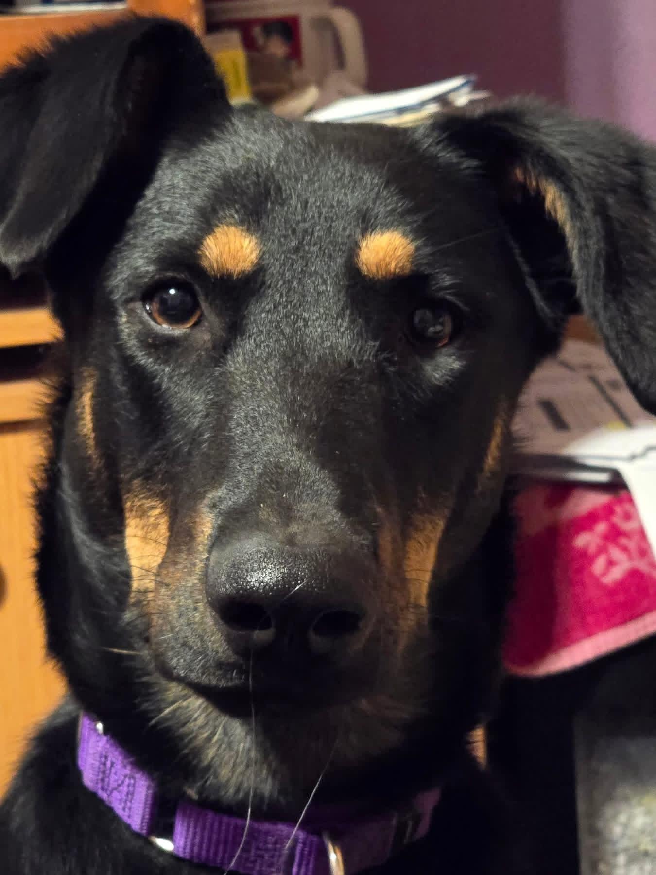 Josie, a ADOPTABLE Doberman Pinscher in Ankeny, IA image 5/5