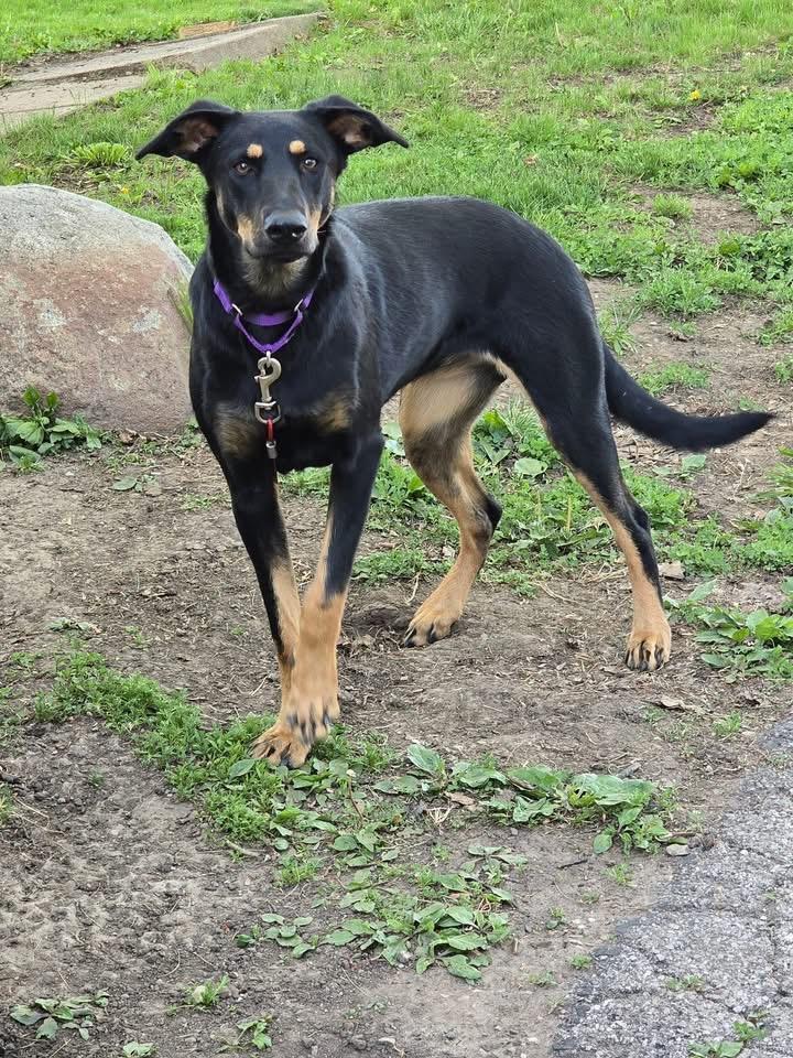 Josie, a ADOPTABLE Doberman Pinscher in Ankeny, IA image 4/5