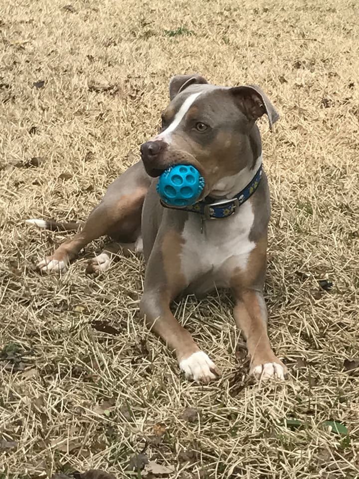 Beckett, a Adoptable mixed breed in East Point, GA image 2/6