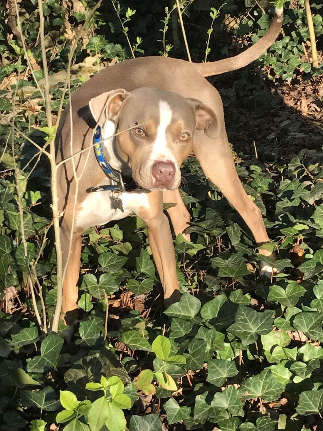 Beckett, a Adoptable mixed breed in East Point, GA image 3/6