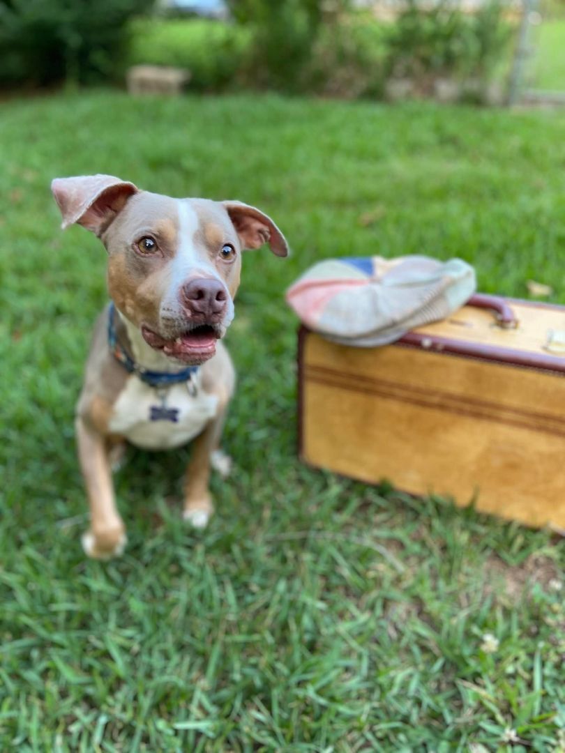 Beckett, an adoptable American Staffordshire Terrier, Pointer in East Point, GA, 30344 | Photo Image 1