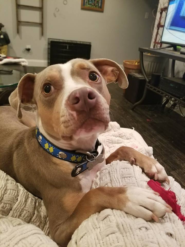 Beckett, a Adoptable mixed breed in East Point, GA image 5/6