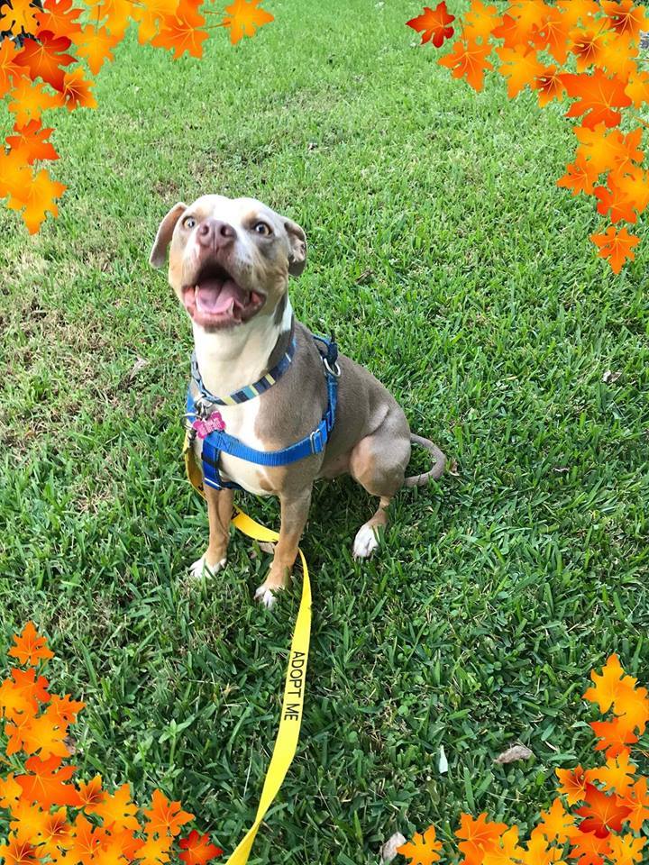 Beckett, a Adoptable mixed breed in East Point, GA image 6/6