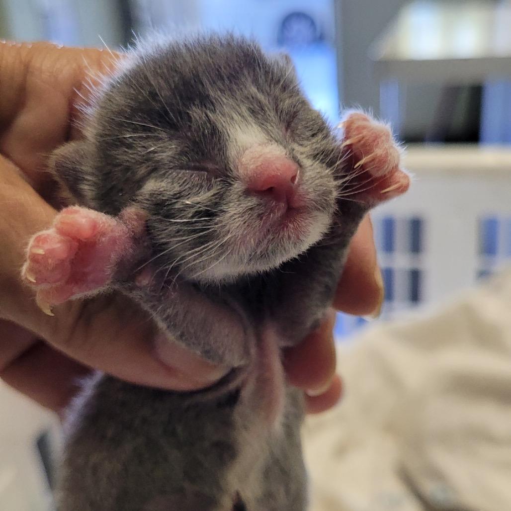 Enlarge Holmes, a Adoptable Domestic Short Hair in Los Angeles, CA image 1/1