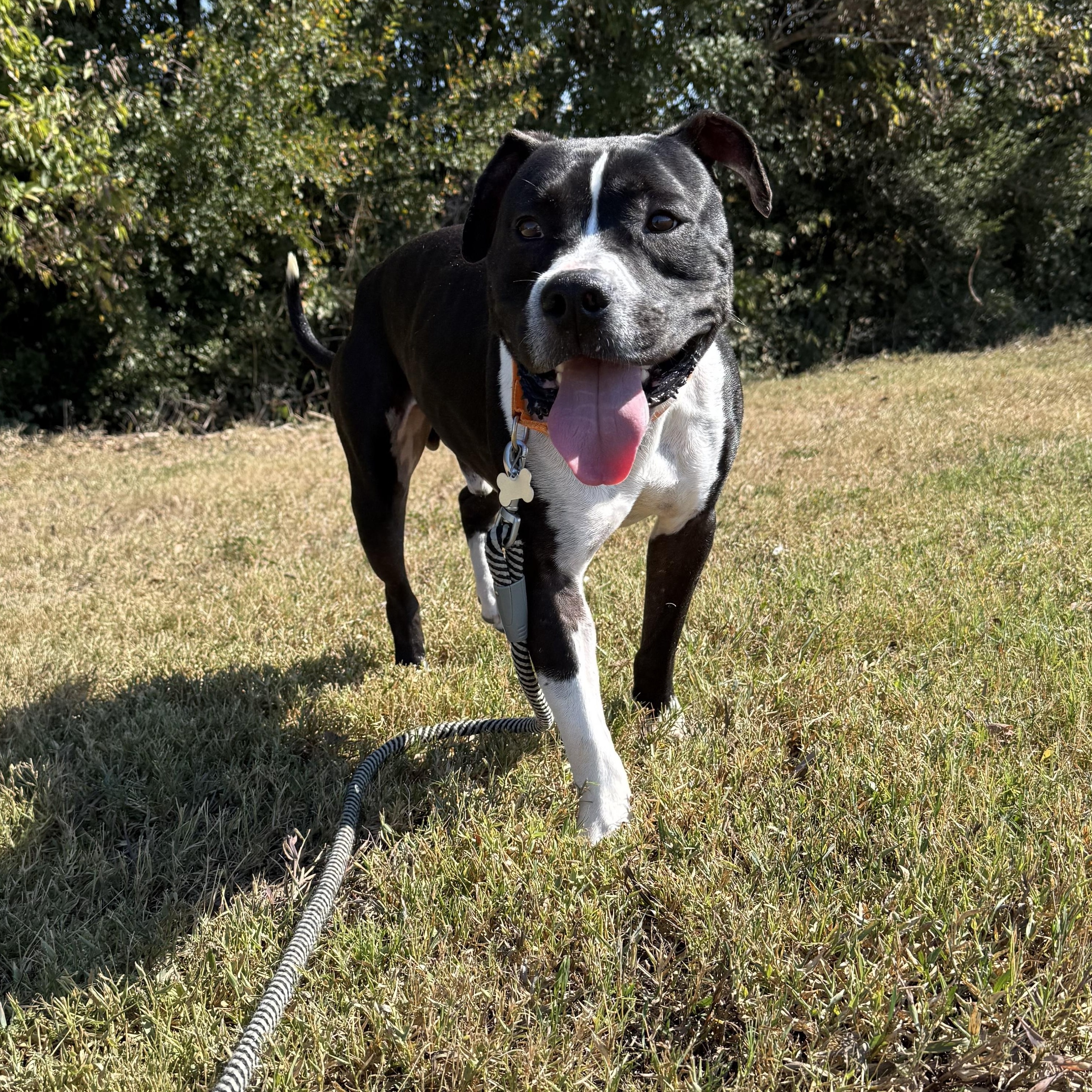 Waylon Jennings — thumbnail 4