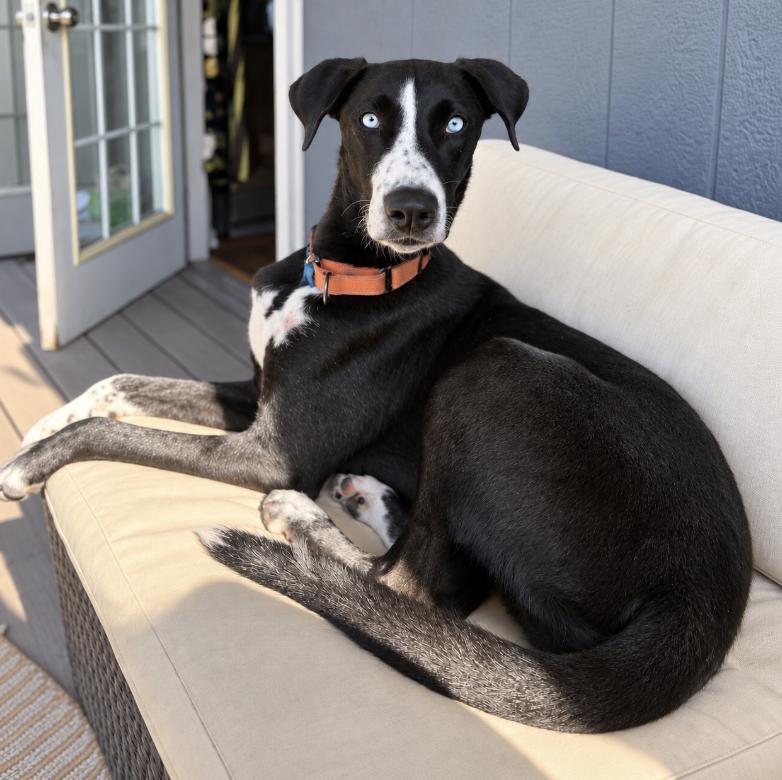 Enlarge Birdie (fka Bruna), a Adoptable mixed breed in Cottonwood Heights, UT image 3/3