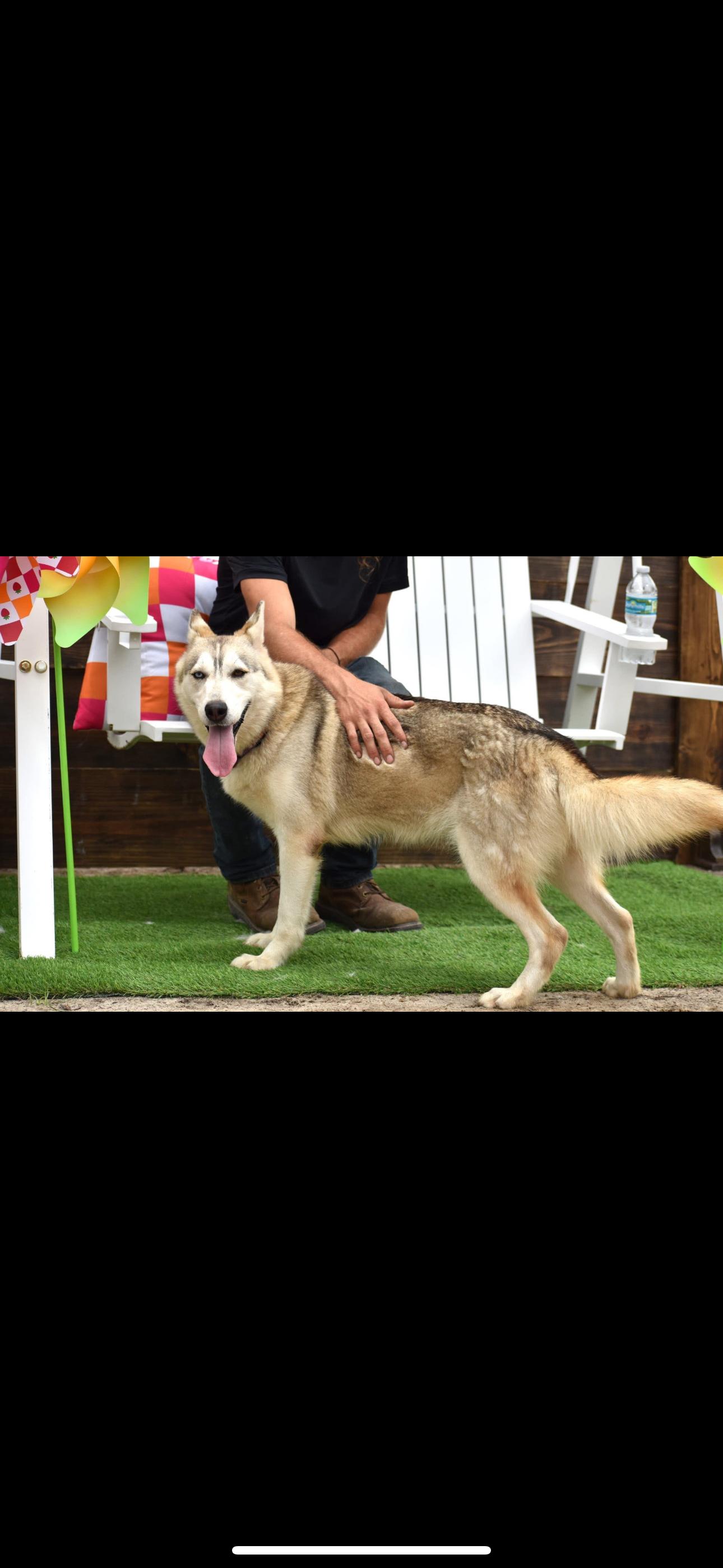 Enlarge Ivy, a Adoptable Siberian Husky in Gainesville, FL image 1/4