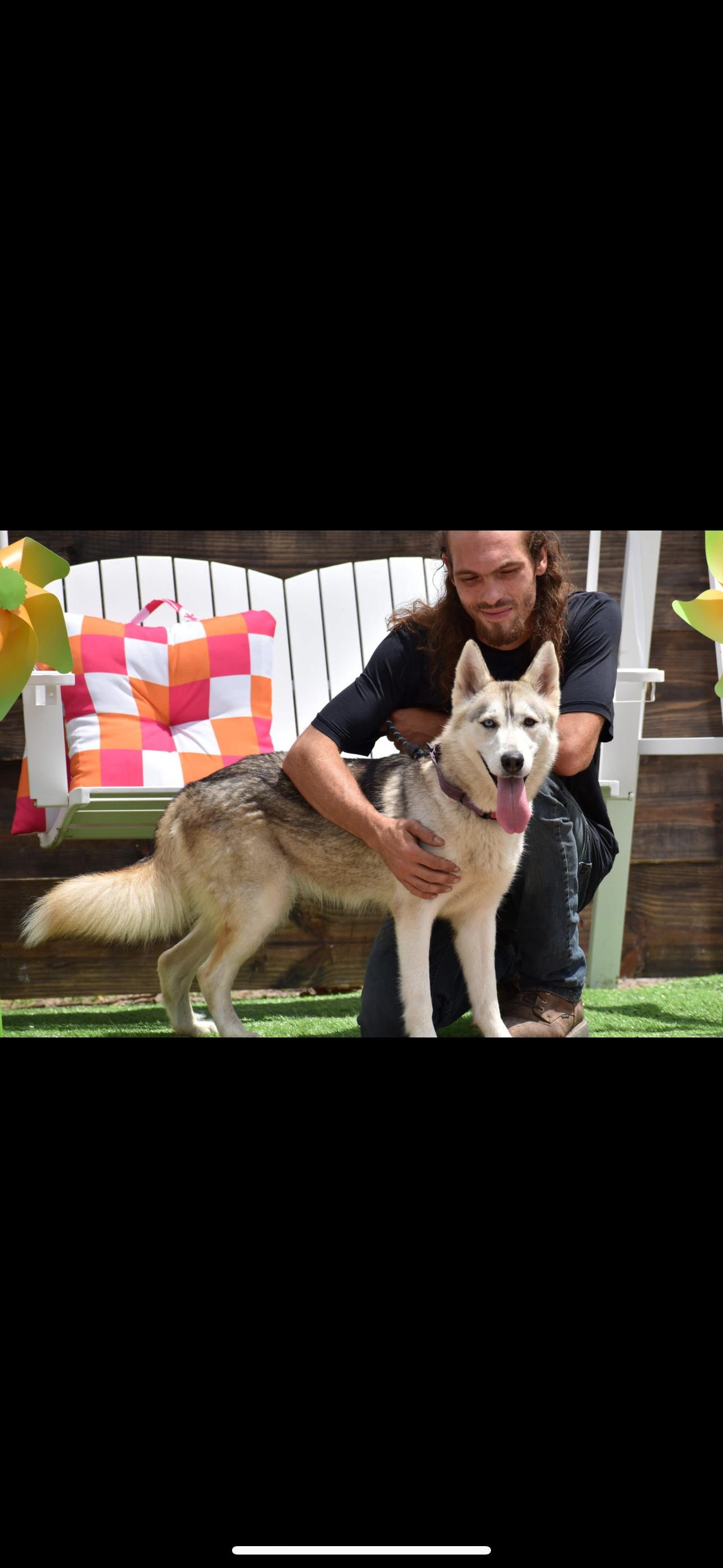Enlarge Ivy, a Adoptable Siberian Husky in Gainesville, FL image 2/4