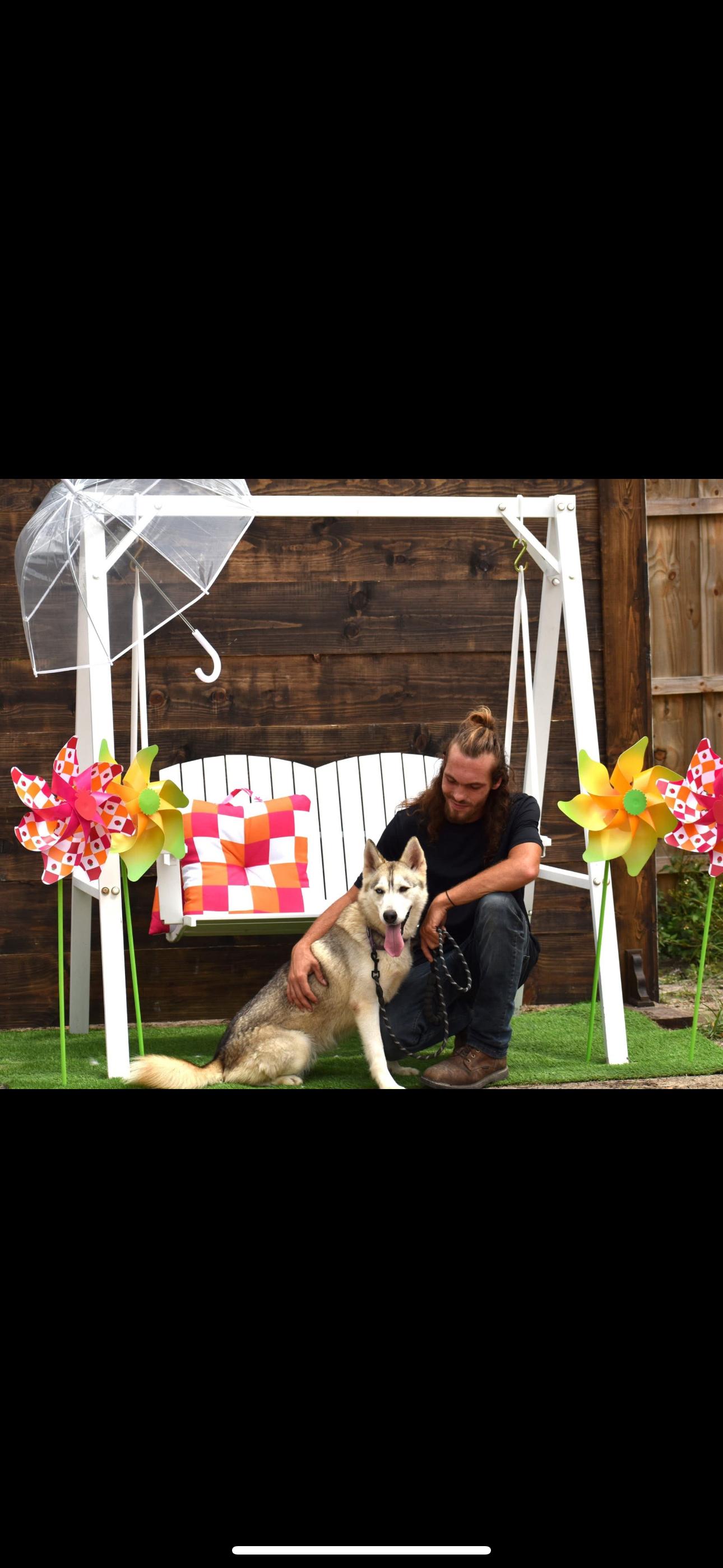 Enlarge Ivy, a Adoptable Siberian Husky in Gainesville, FL image 3/4