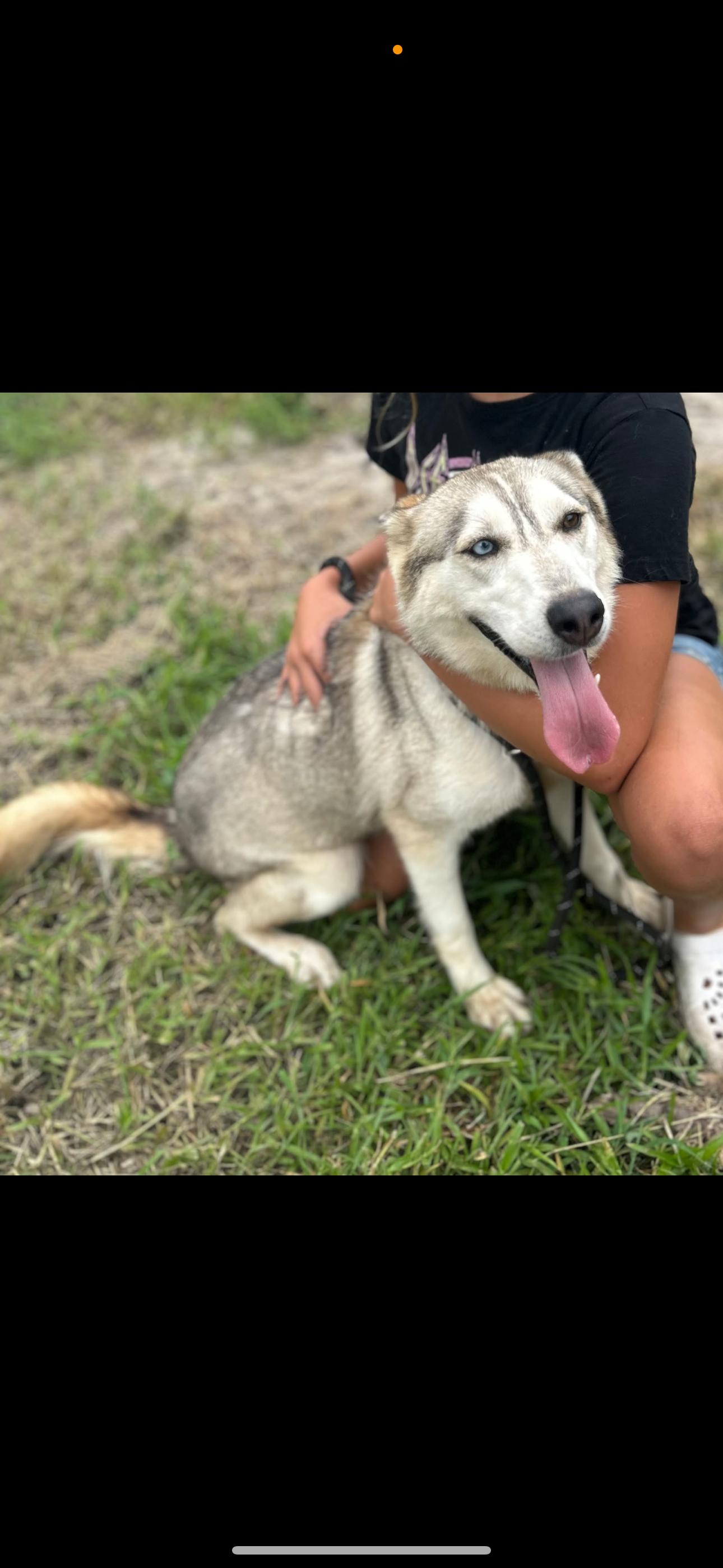 Enlarge Ivy, a Adoptable Siberian Husky in Gainesville, FL image 4/4