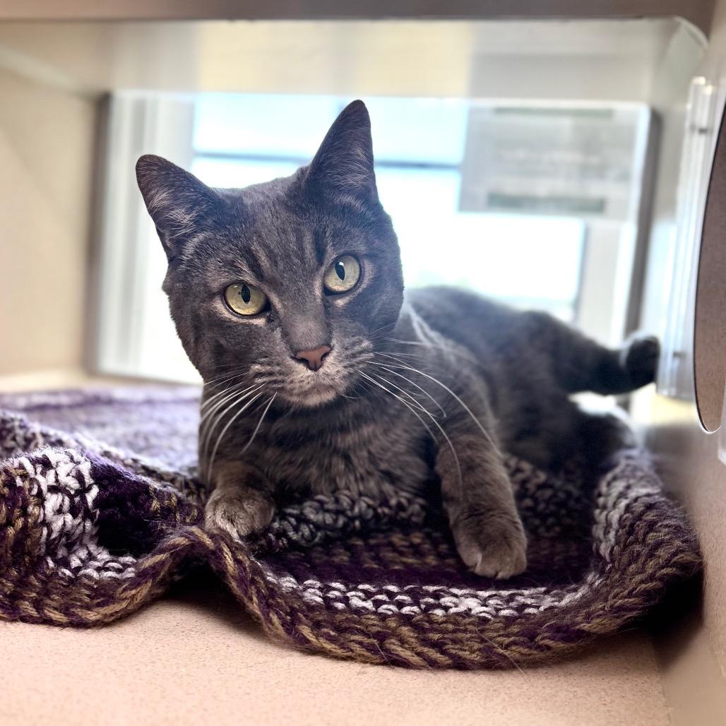 Tobias, Adoptable, Senior Male Domestic Short Hair.