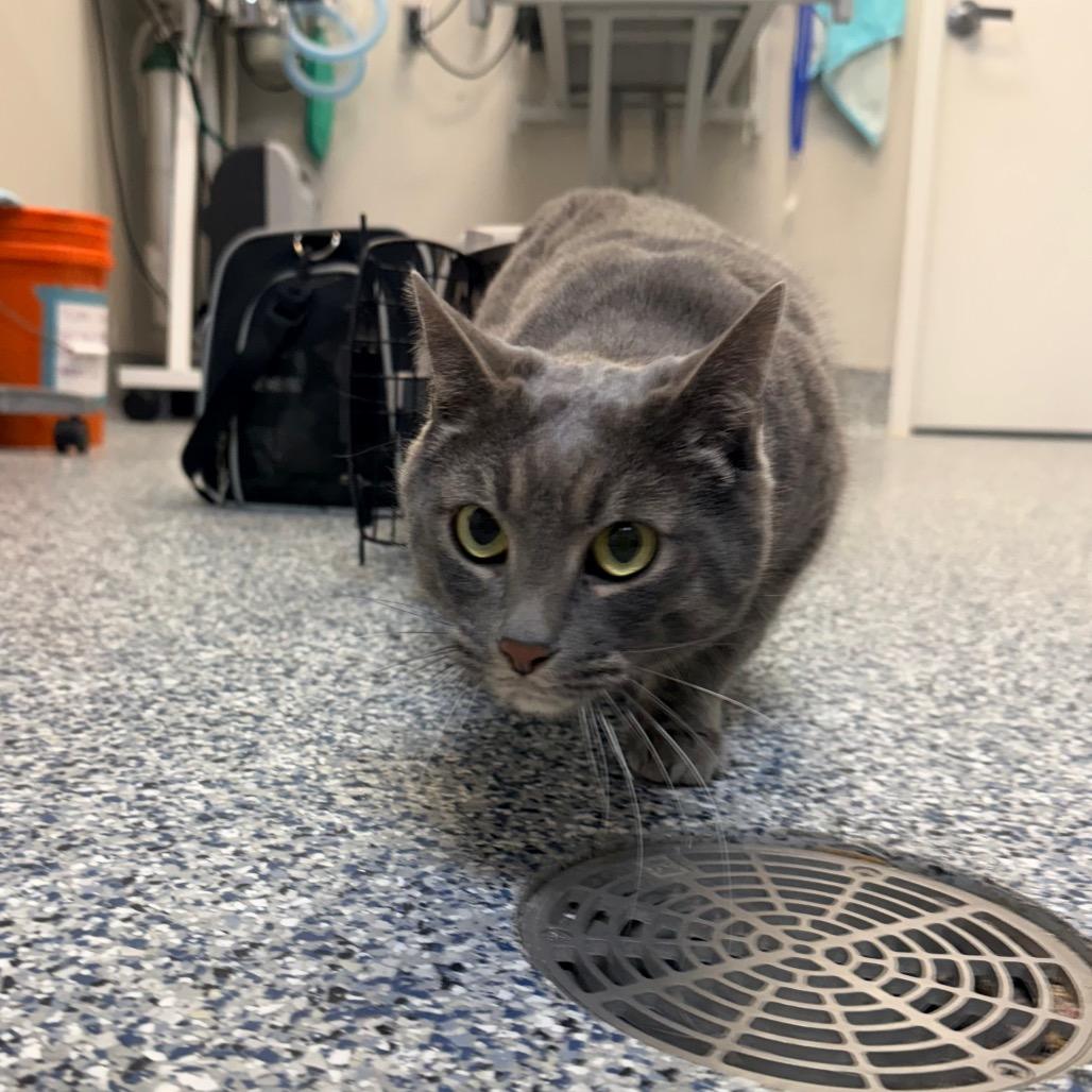 Enlarge Tobias, a Adoptable Domestic Short Hair in Great Falls, MT image 1/3