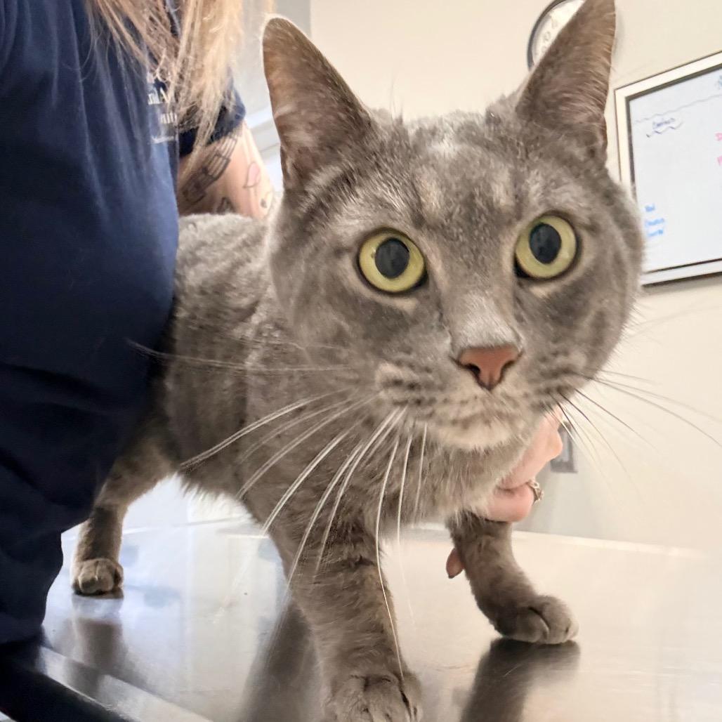 Enlarge Tobias, a Adoptable Domestic Short Hair in Great Falls, MT image 2/3
