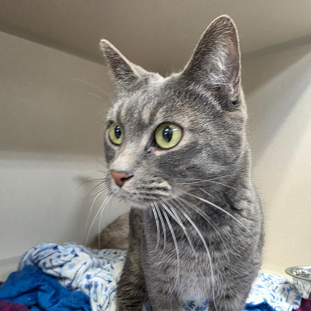 Enlarge Tobias, a Adoptable Domestic Short Hair in Great Falls, MT image 3/3