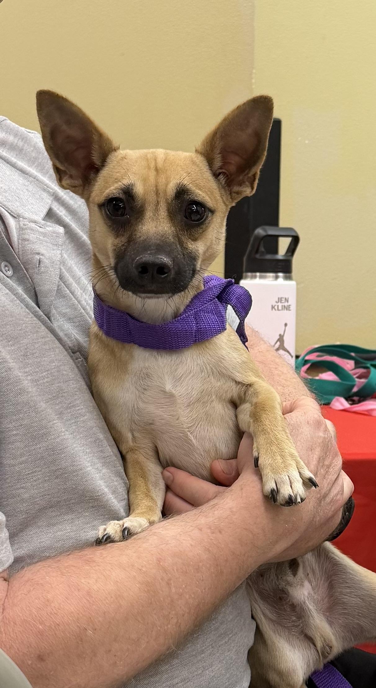 Enlarge Turbo , an adopted mixed breed in Beaverton , OR image 1/1