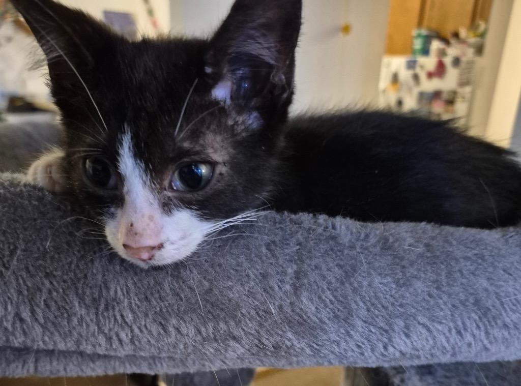 Enlarge Jamocha Shake, a Adopted mixed breed in Auburn, IN image 1/1