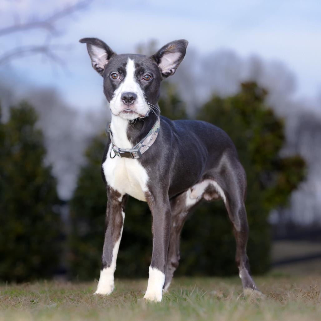 Enlarge Toro, a Adoptable Mixed Breed in Franklin, TN image 1/2