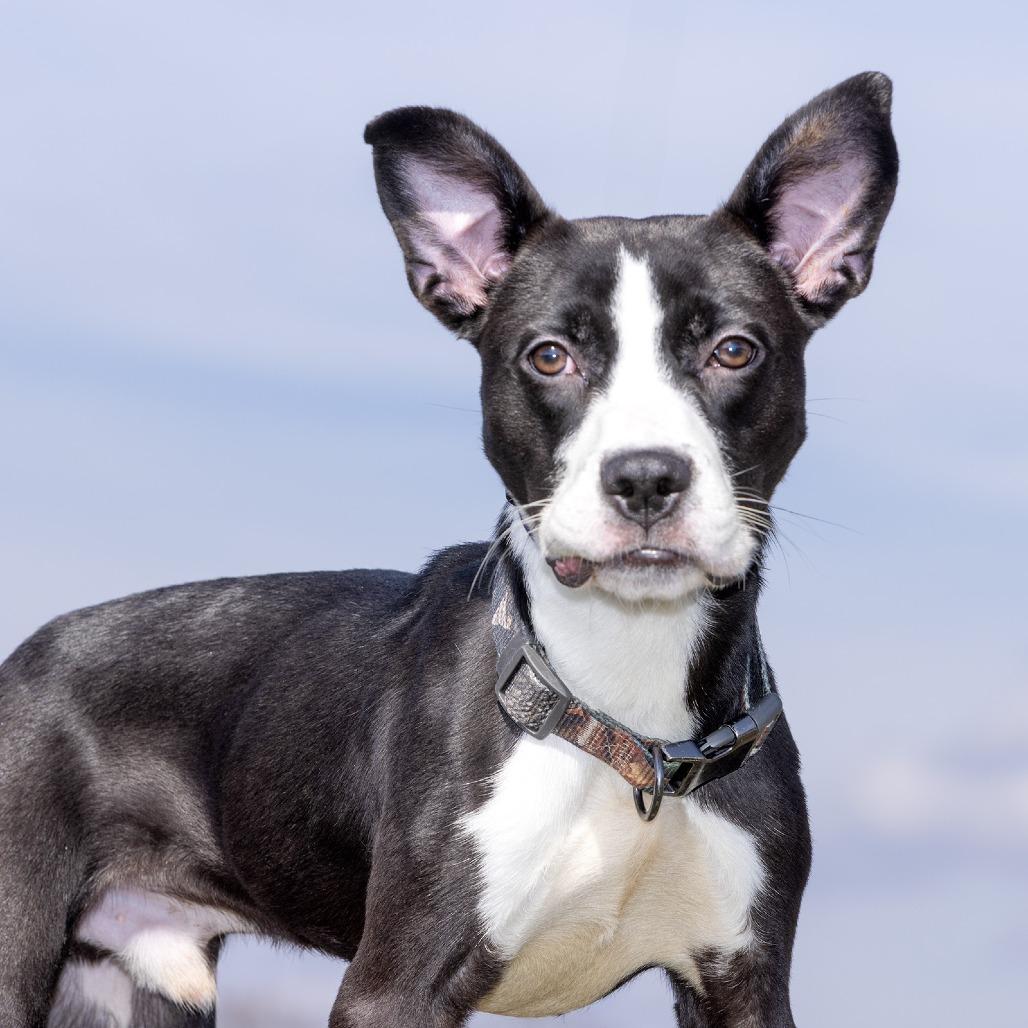 Enlarge Toro, a Adoptable Mixed Breed in Franklin, TN image 2/2