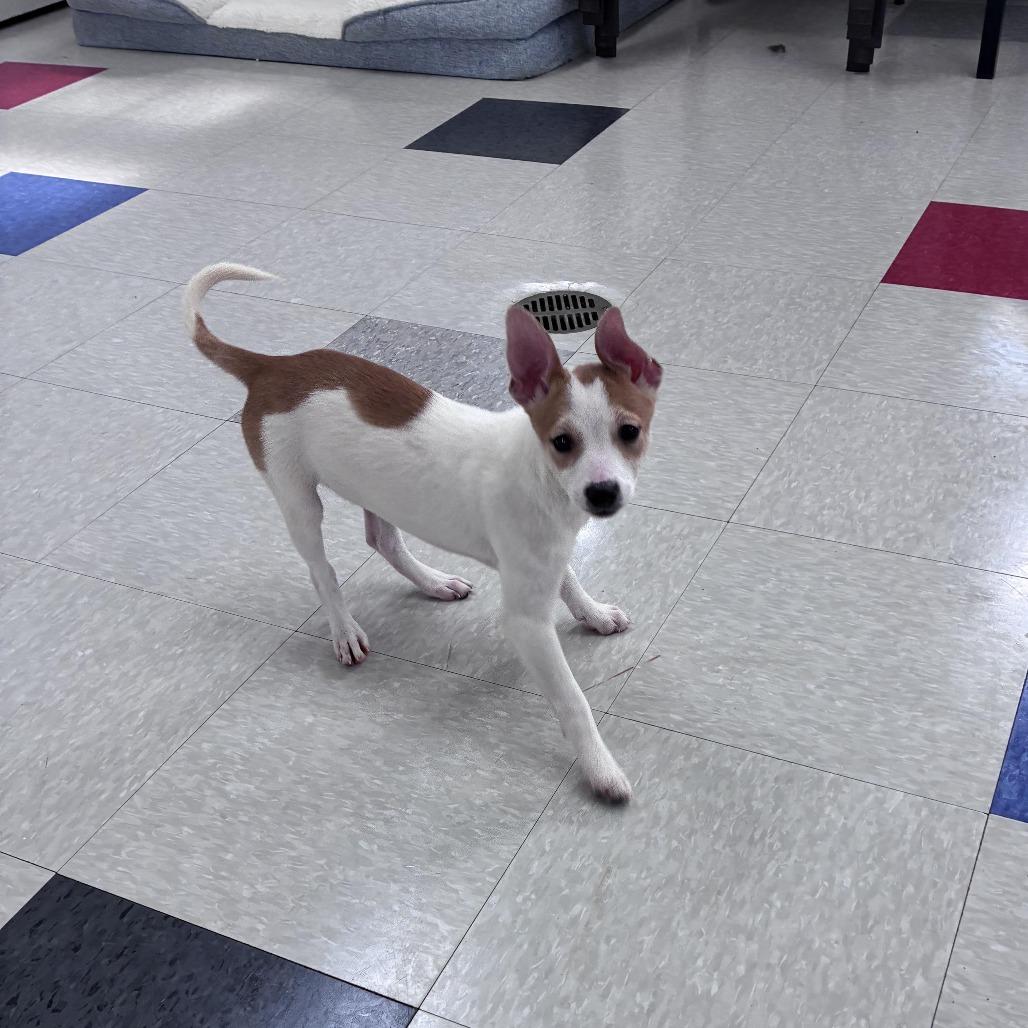 Enlarge Neptune, a Adoptable mixed breed in Dixon, IL image 1/1