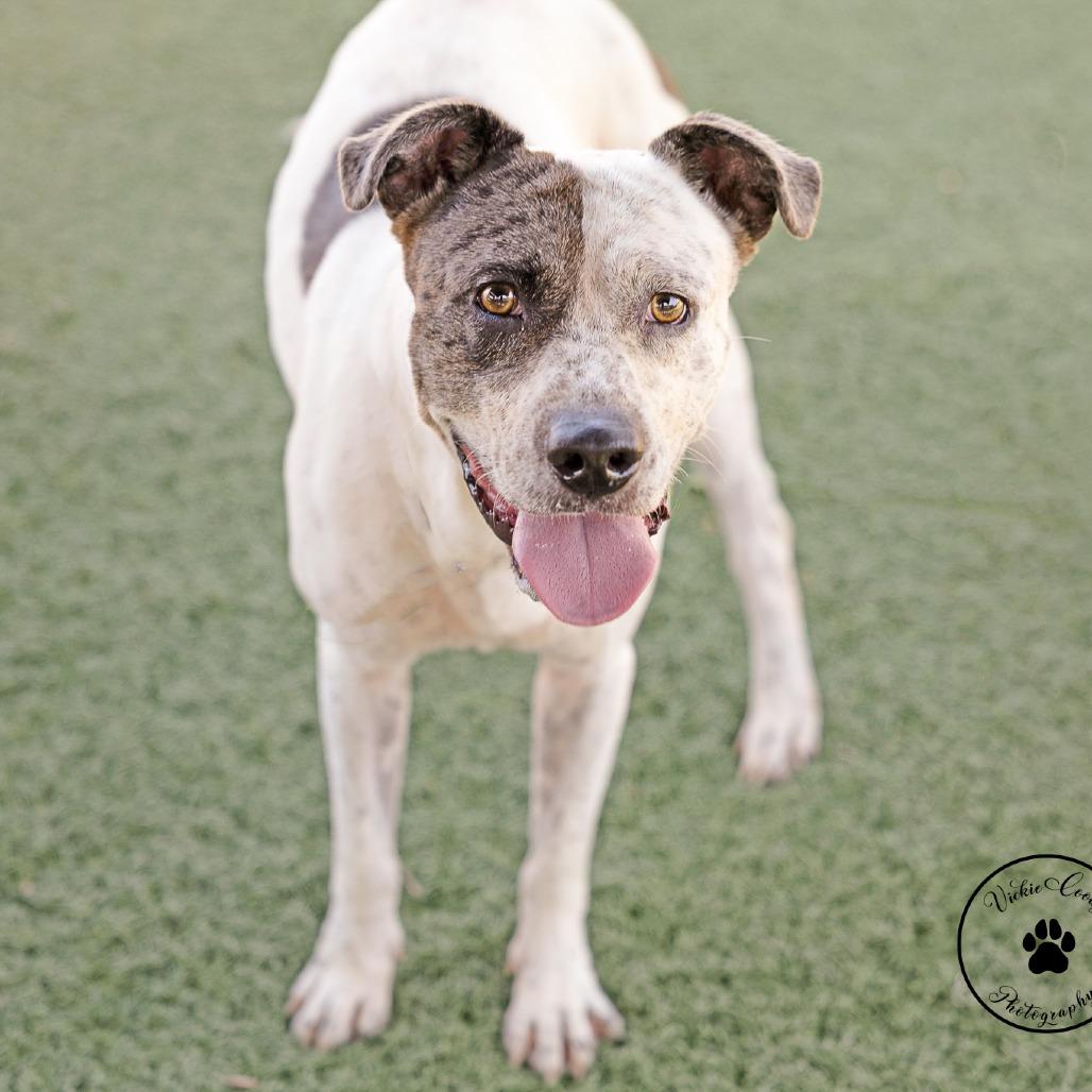 Enlarge Benjamin, a Adoptable mixed breed in Abilene, TX image 1/5