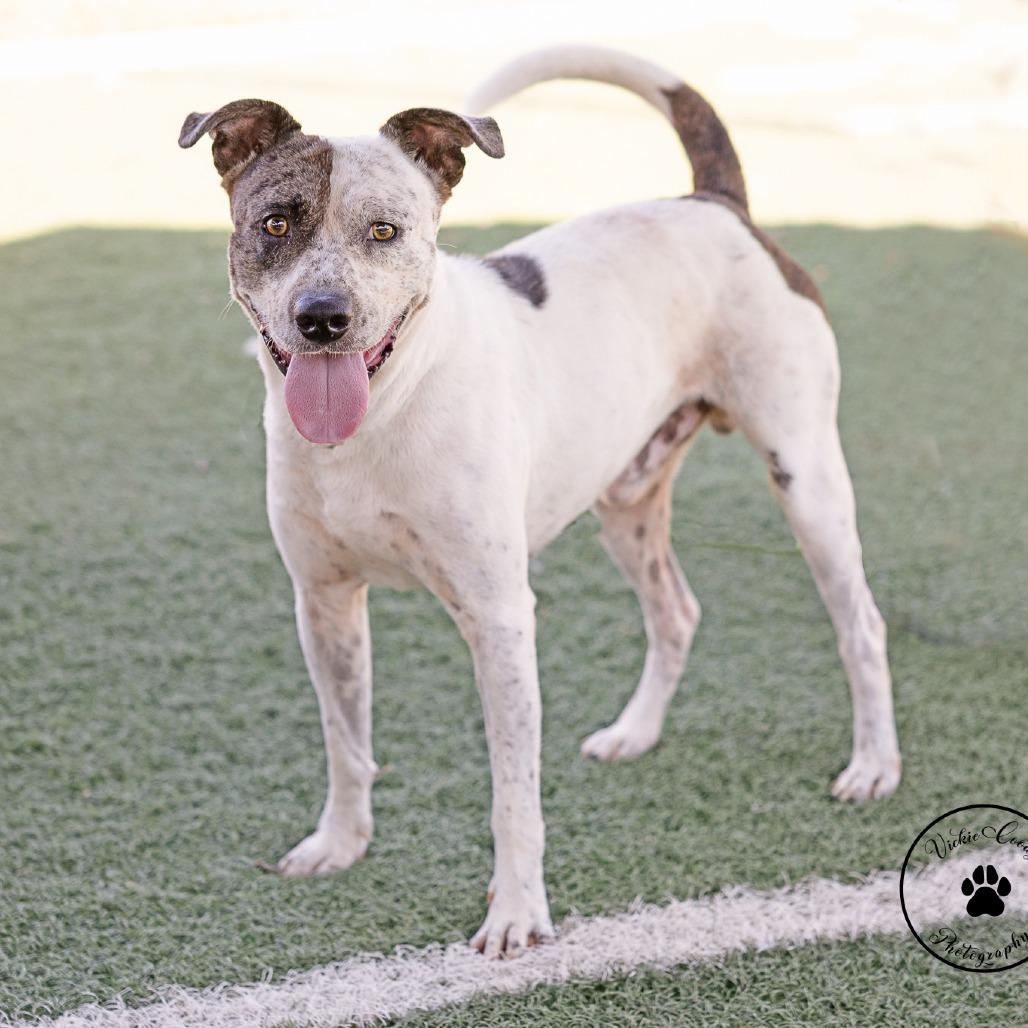 Enlarge Benjamin, a Adoptable mixed breed in Abilene, TX image 2/5