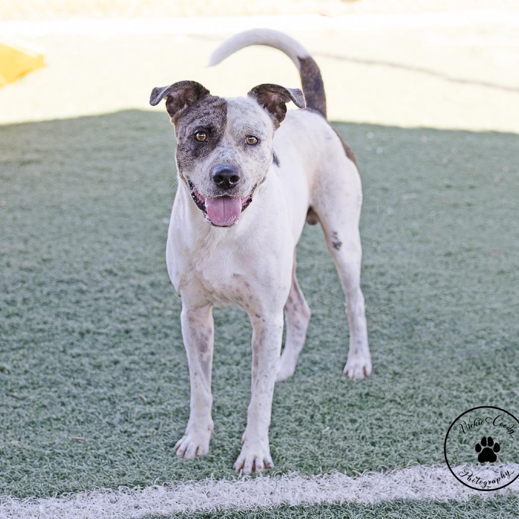 Enlarge Benjamin, a Adoptable mixed breed in Abilene, TX image 3/5