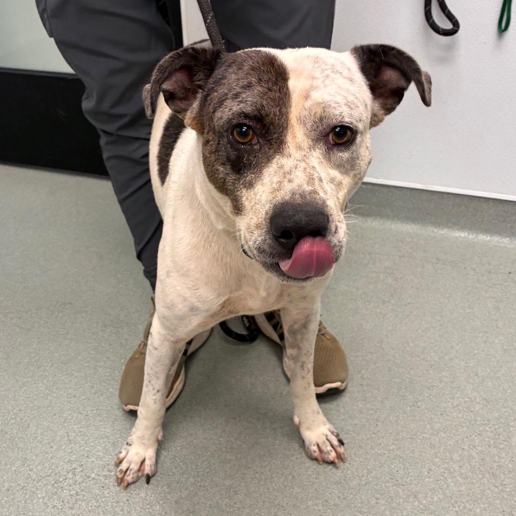Enlarge Benjamin, a Adoptable mixed breed in Abilene, TX image 4/5