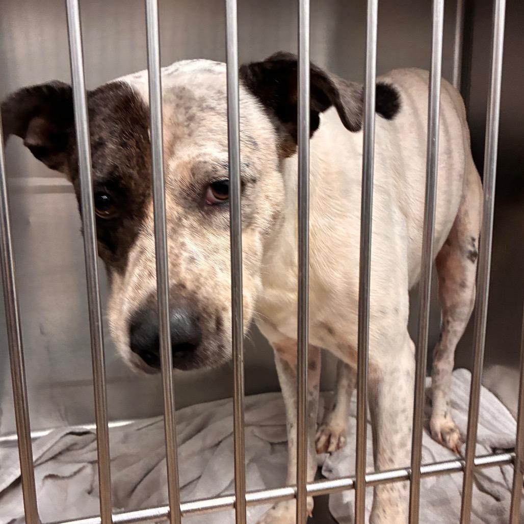 Enlarge Benjamin, a Adoptable mixed breed in Abilene, TX image 5/5