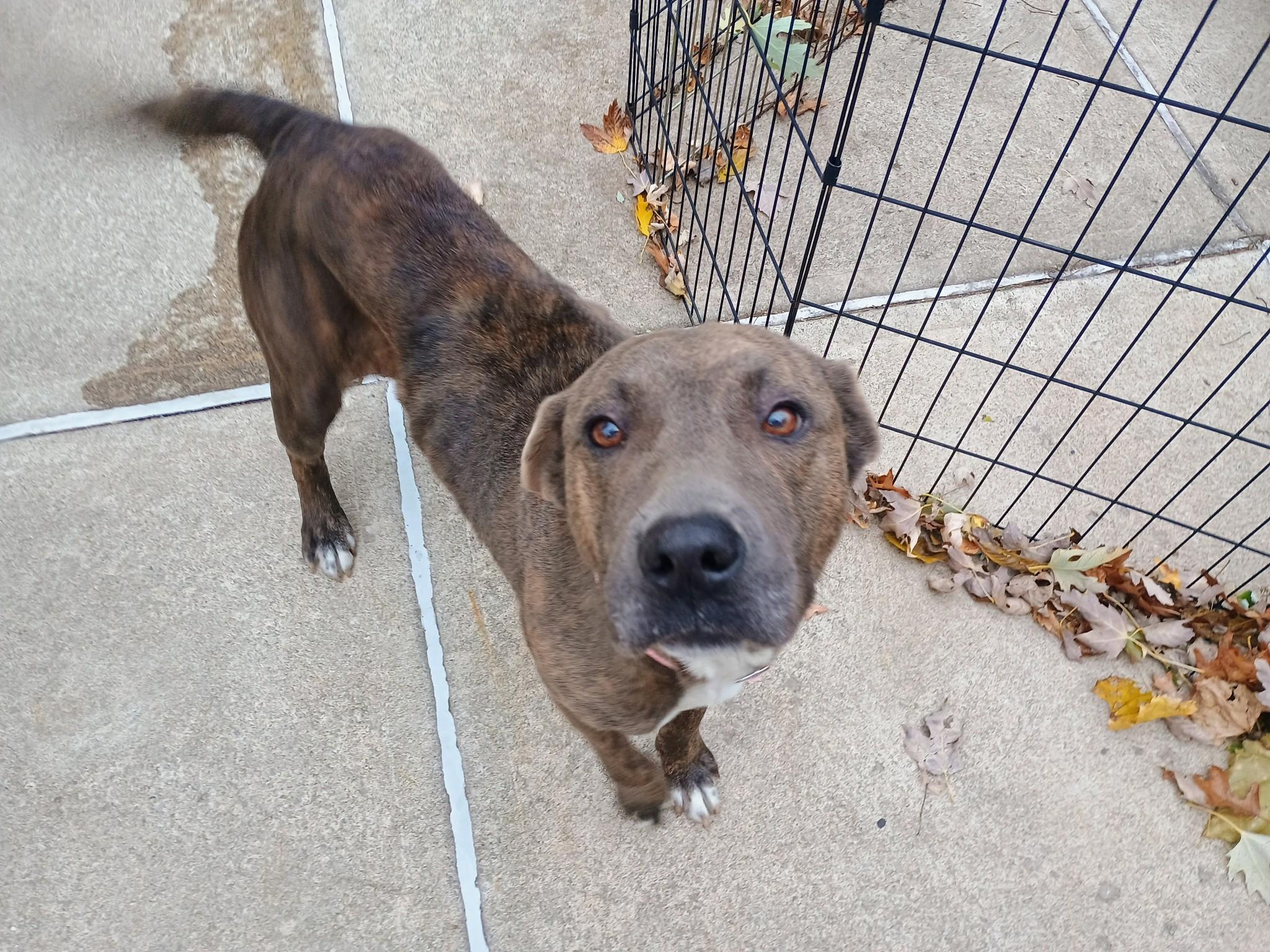 Sabrina [Longest Resident], ADOPTABLE, Adult Female Mountain Cur.