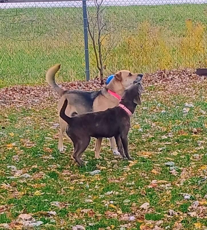 Enlarge Sabrina [Longest Resident], a ADOPTABLE mixed breed in Willoughby, OH image 3/5