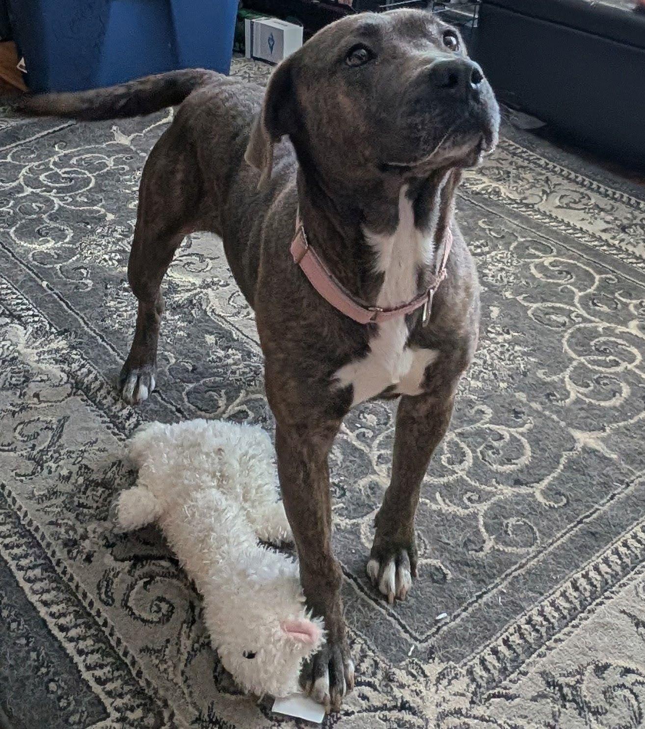 Enlarge Sabrina [Longest Resident], a ADOPTABLE mixed breed in Willoughby, OH image 5/5