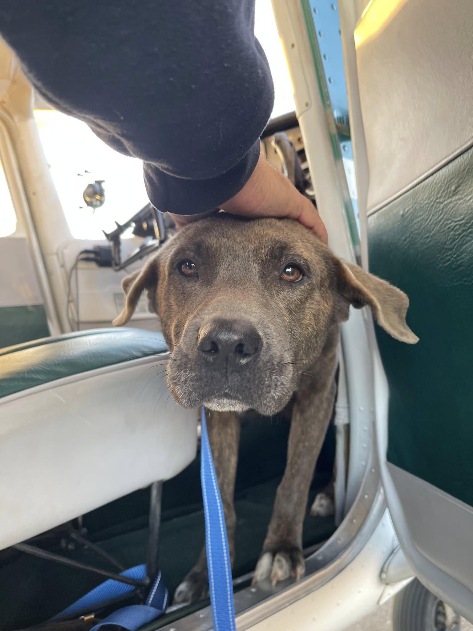 Enlarge Sabrina [Longest Resident], a ADOPTABLE mixed breed in Willoughby, OH image 4/5