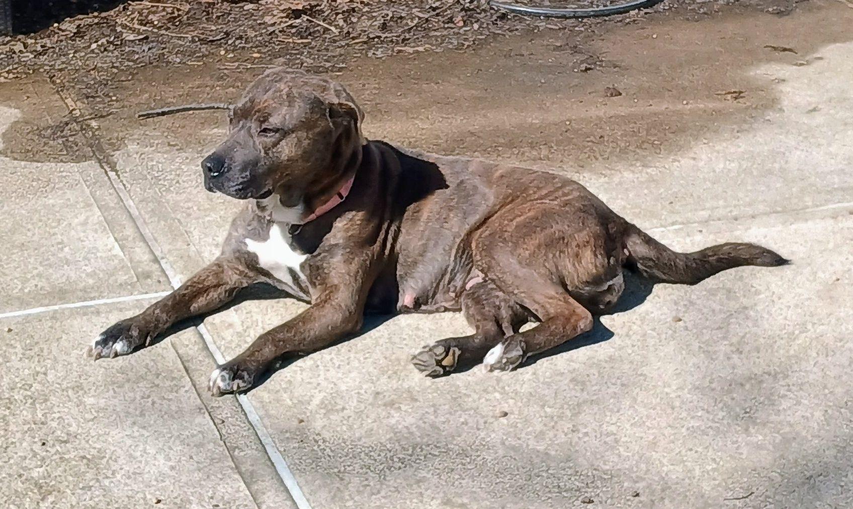 Enlarge Sabrina [Longest Resident], a ADOPTABLE mixed breed in Willoughby, OH image 2/5