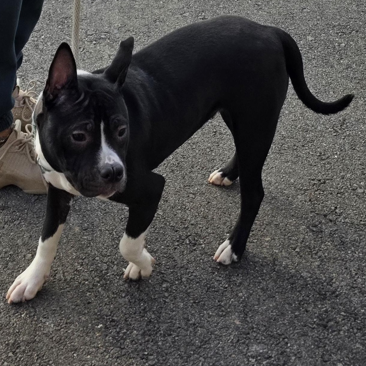 ICELYN , an adopted mixed breed in Staten Island, NY image 2/4