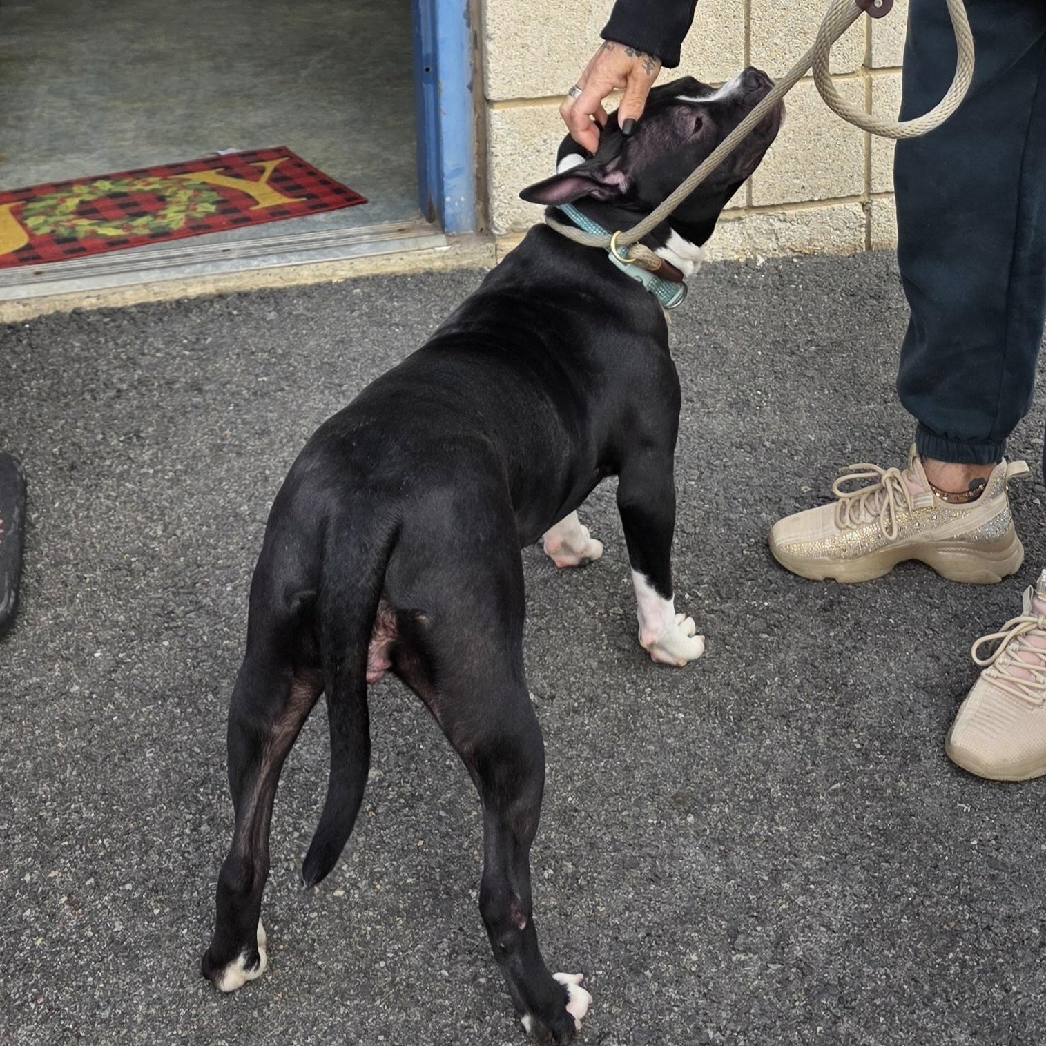 ICELYN , an adopted mixed breed in Staten Island, NY image 4/4