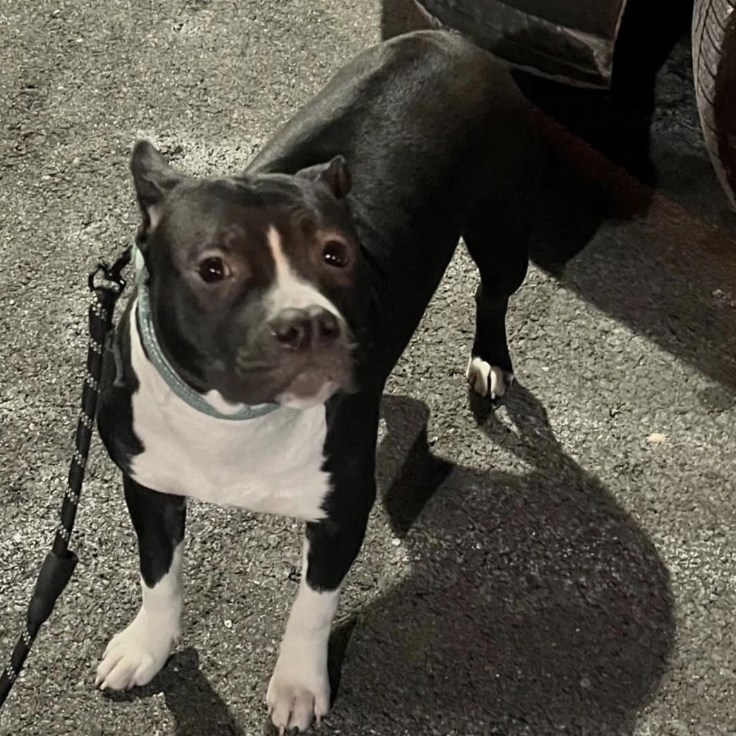 ICELYN , adopted, Young Female American Staffordshire Terrier & Boxer.