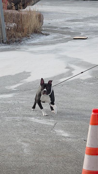 Enlarge ICELYN , an adopted mixed breed in Staten Island, NY video 3/4