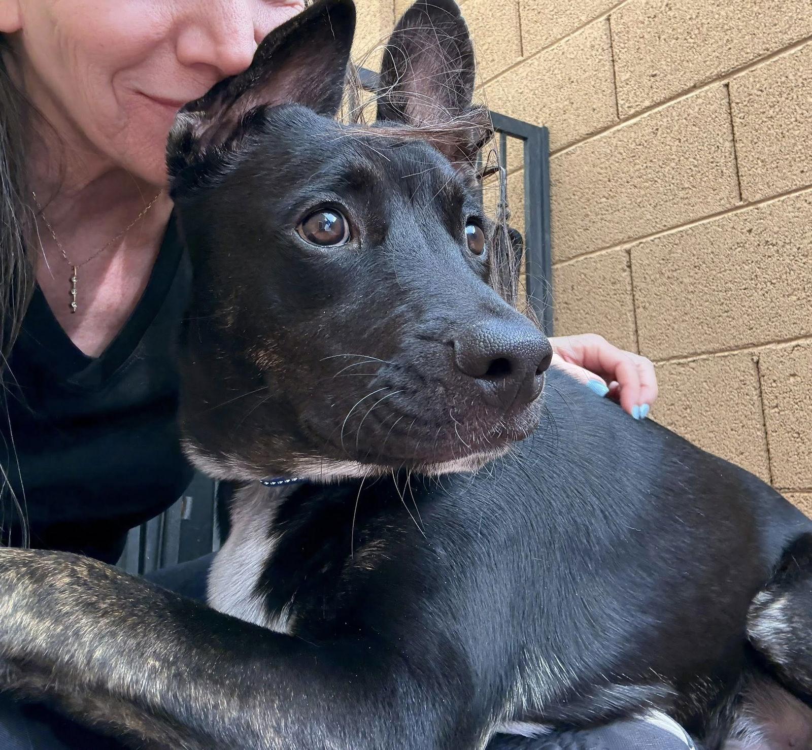 Donnie, Adoptable, Young Male Australian Kelpie & Australian Shepherd.