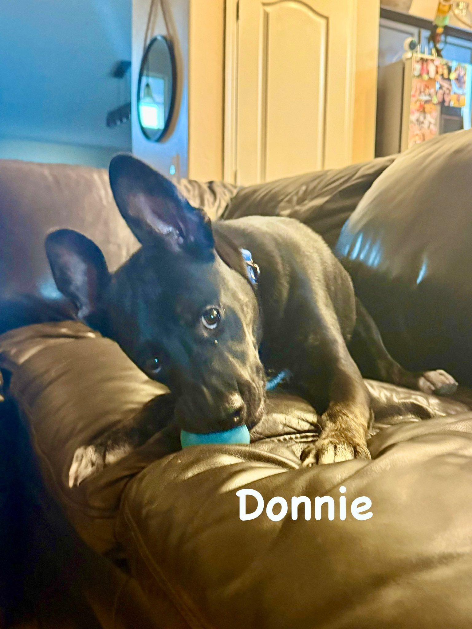 Donnie, a Adoptable mixed breed in Phoenix, AZ image 2/3