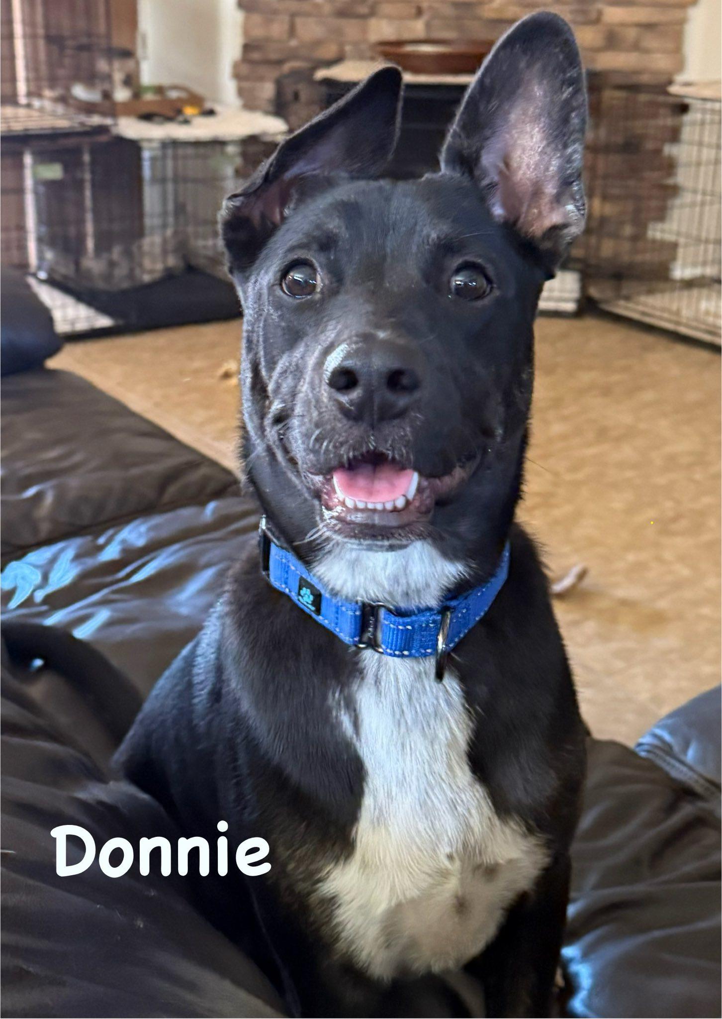 Donnie, a Adoptable mixed breed in Phoenix, AZ image 3/3