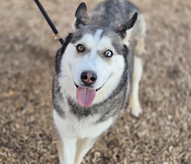 Enlarge LUNA, a Adoptable mixed breed in Albuquerque, NM image 1/1