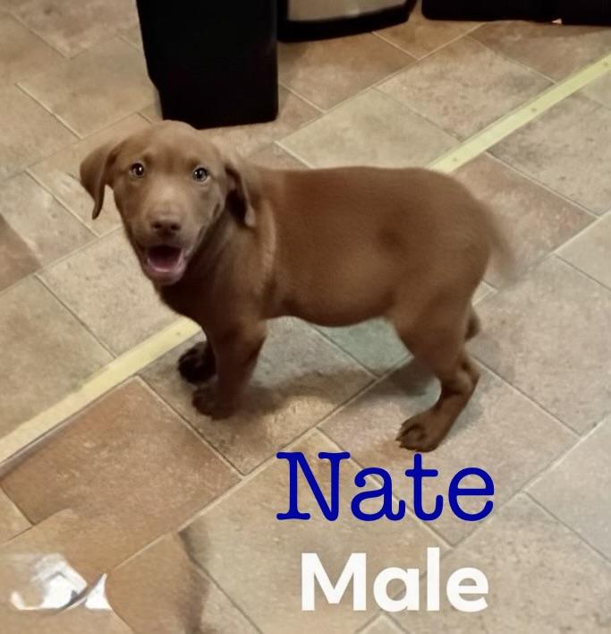 Enlarge N litter Nate , an adopted mixed breed in South Amboy, NJ image 1/1